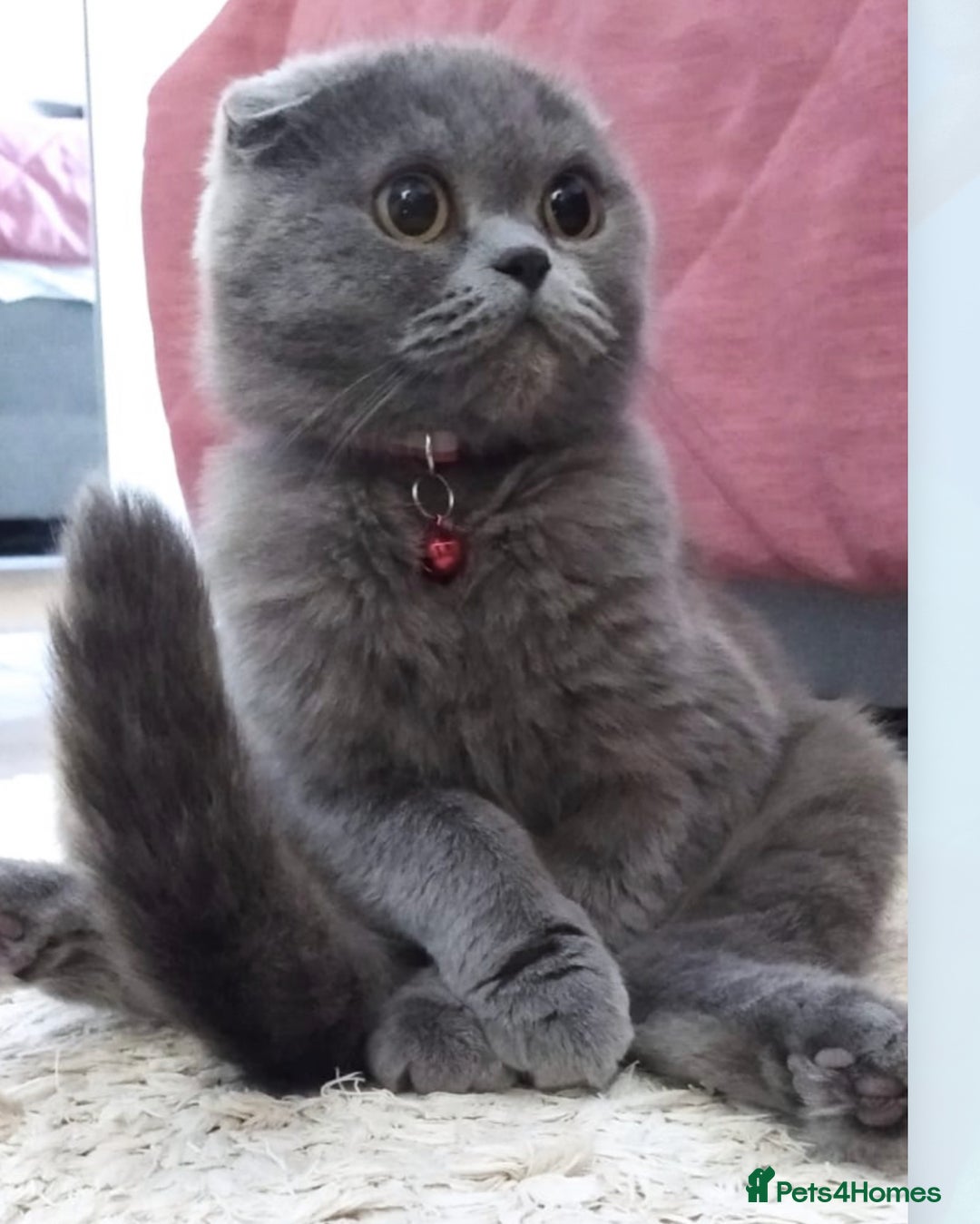 Scottish Fold cats for sale: Lovely Scottish fold kittens  - Advert 12