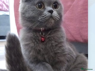 Scottish Fold cats Lovely Scottish fold kittens - Advert 1