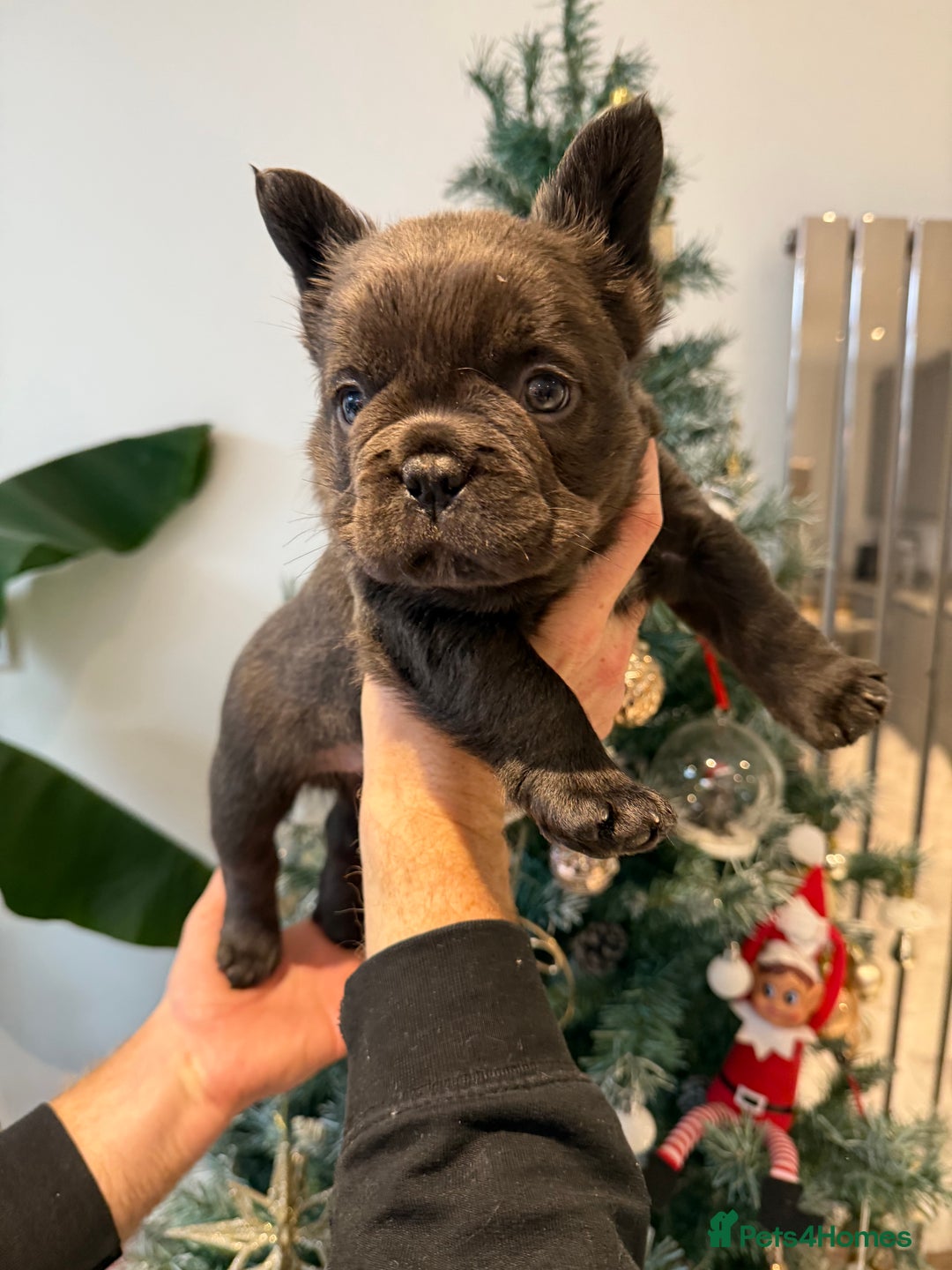 French Bulldog dogs for sale: 8weeks old Fluffy french bulldog puppies - Advert 17