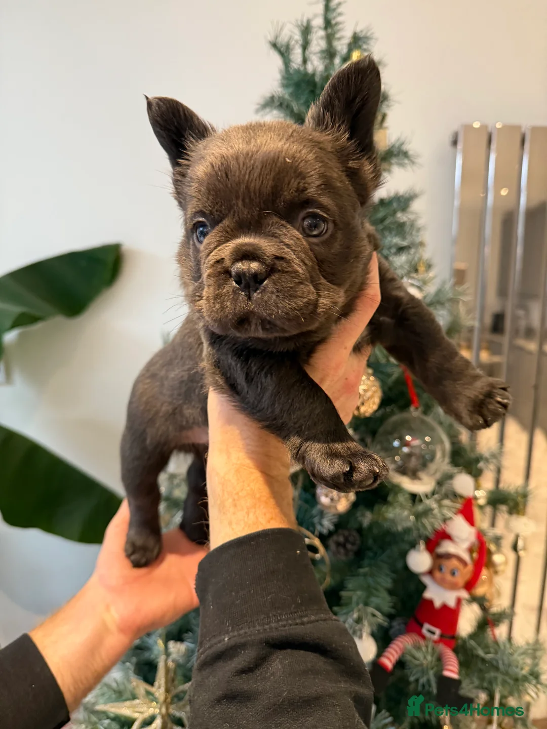French Bulldog dogs for sale: Fluffy french bulldog puppy new shade  - Advert 6