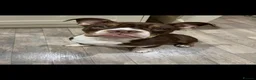 English Bulldog dogs for sale: Beautiful willow - Advert 2