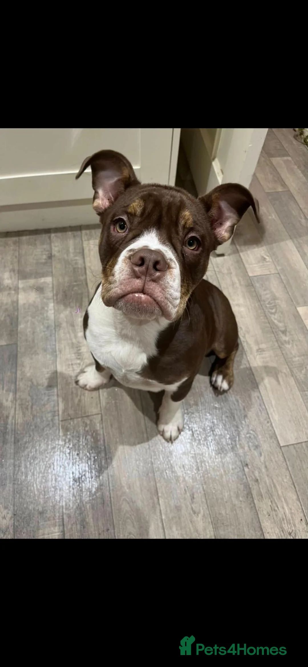 English Bulldog dogs for sale: Beautiful willow - Advert 2