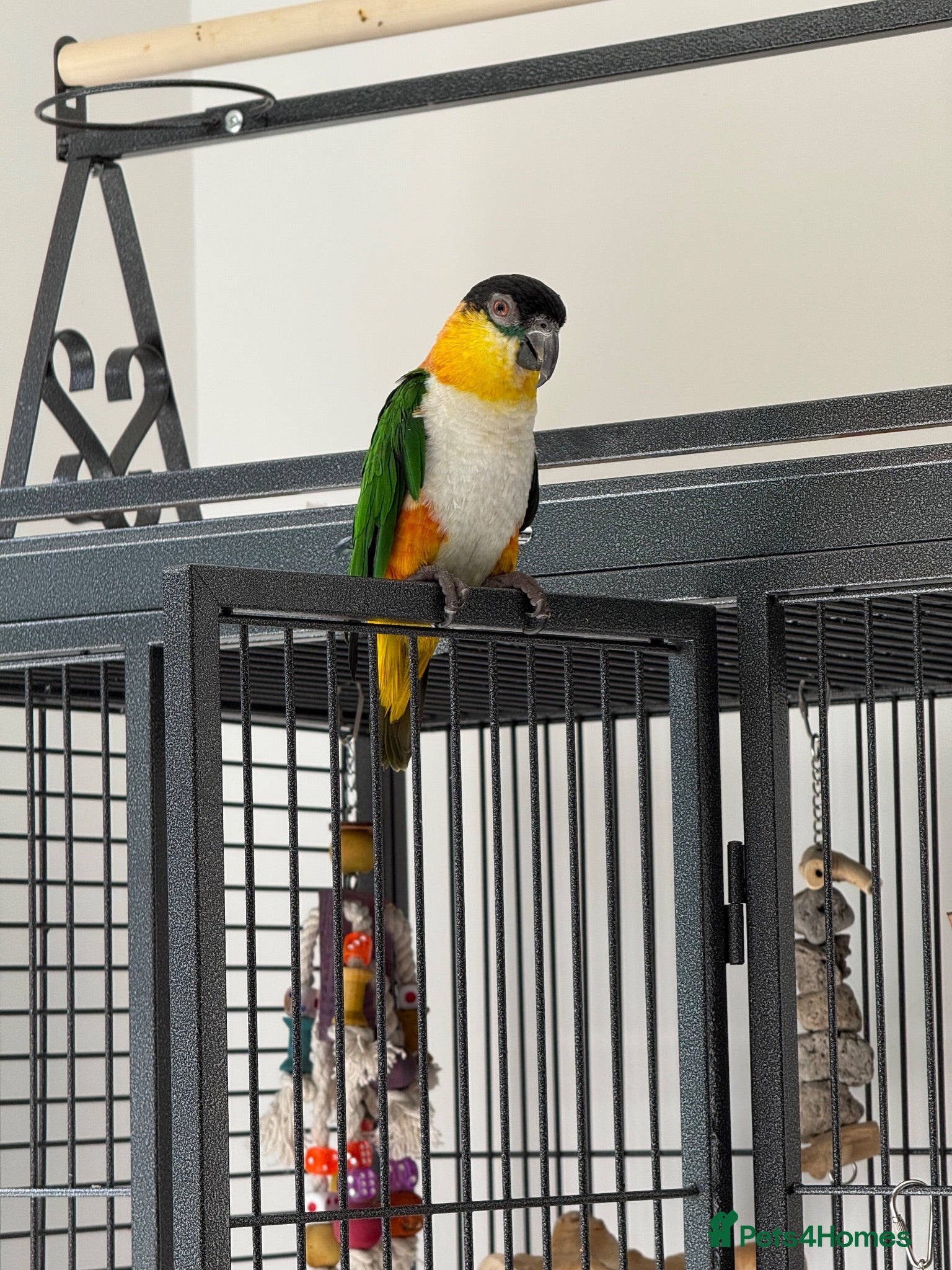 Parrots birds Tame Male DNA Caique - Advert 2
