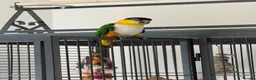 Parrots birds for sale: Tame Male DNA Caique - Advert 1