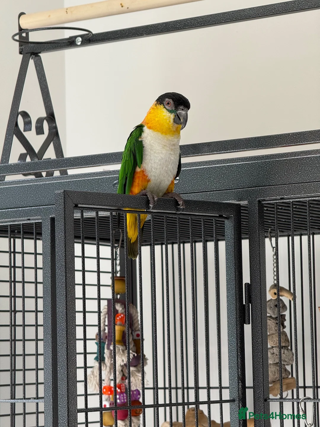 Parrots birds for sale: Tame Male DNA Caique - Advert 1
