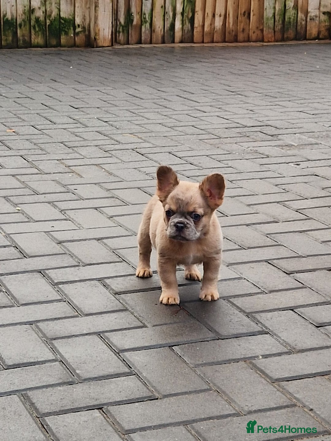French Bulldog dogs for sale: Fluffy merle female french bulldog  - Advert 4
