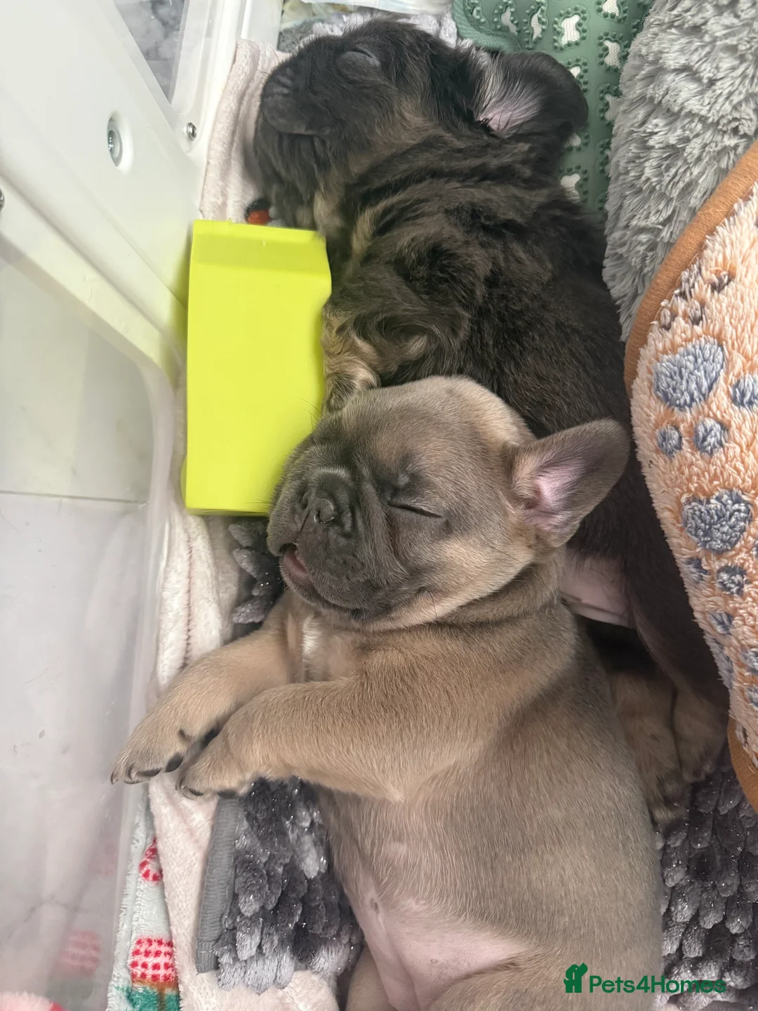 French Bulldog dogs for sale: Fluffy carrier French bulldog - Advert 7