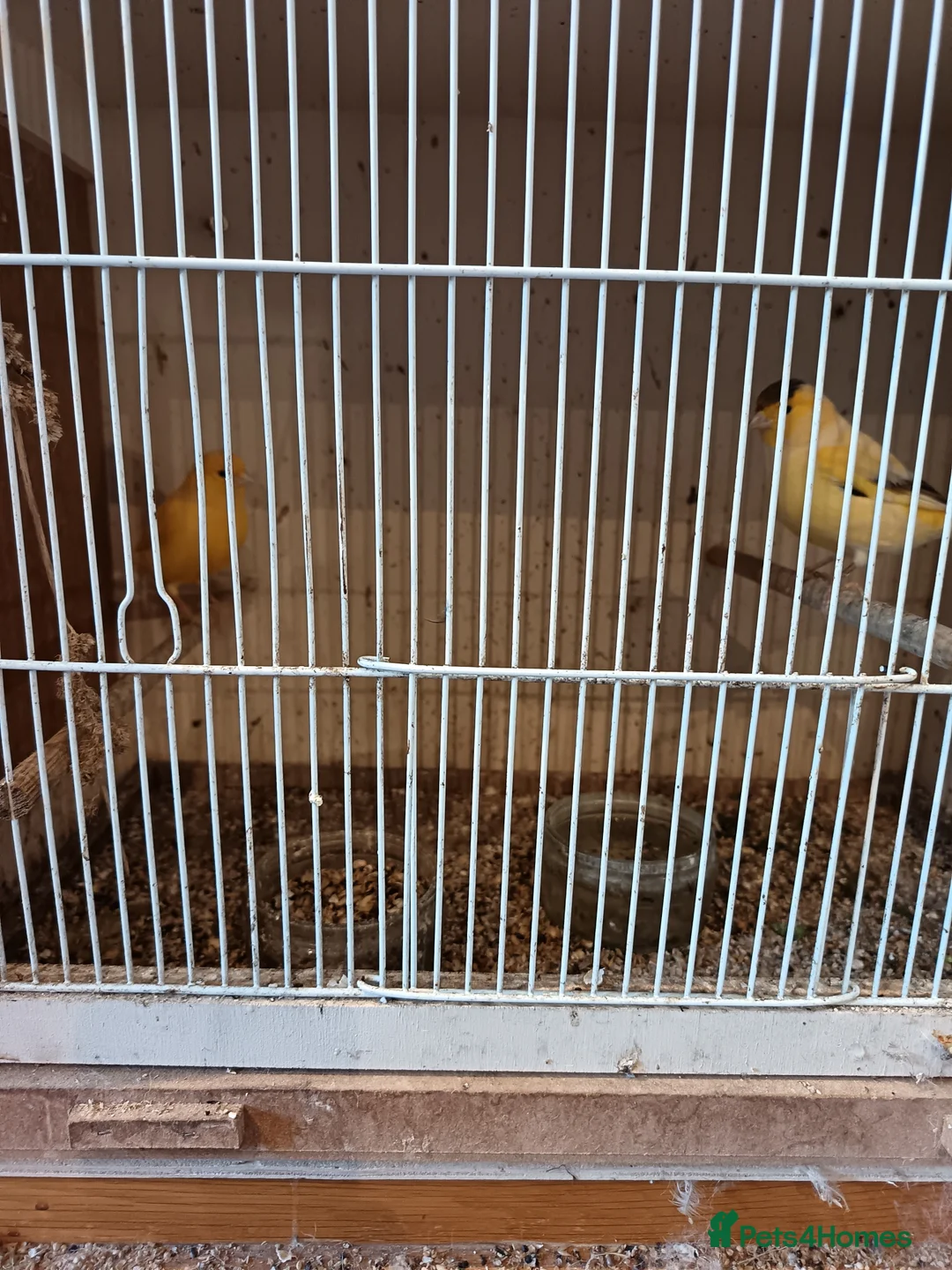 Canaries birds for sale: Two canaries - Advert 1