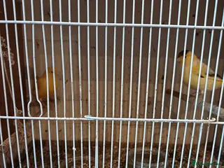 Canaries birds Two canaries - Advert 1