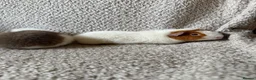 Guinea Pig rodents for sale: Pure breed Teddy guinea pigs  - Advert 5