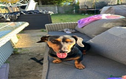 Mixed Breed dogs for sale: 5 year old Dachshund (cross) needs rehoming - Image 18