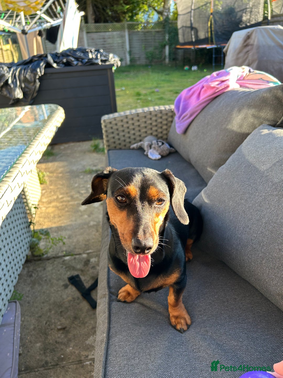 Mixed Breed dogs for sale: 5 year old Dachshund (cross) needs rehoming - Image 18