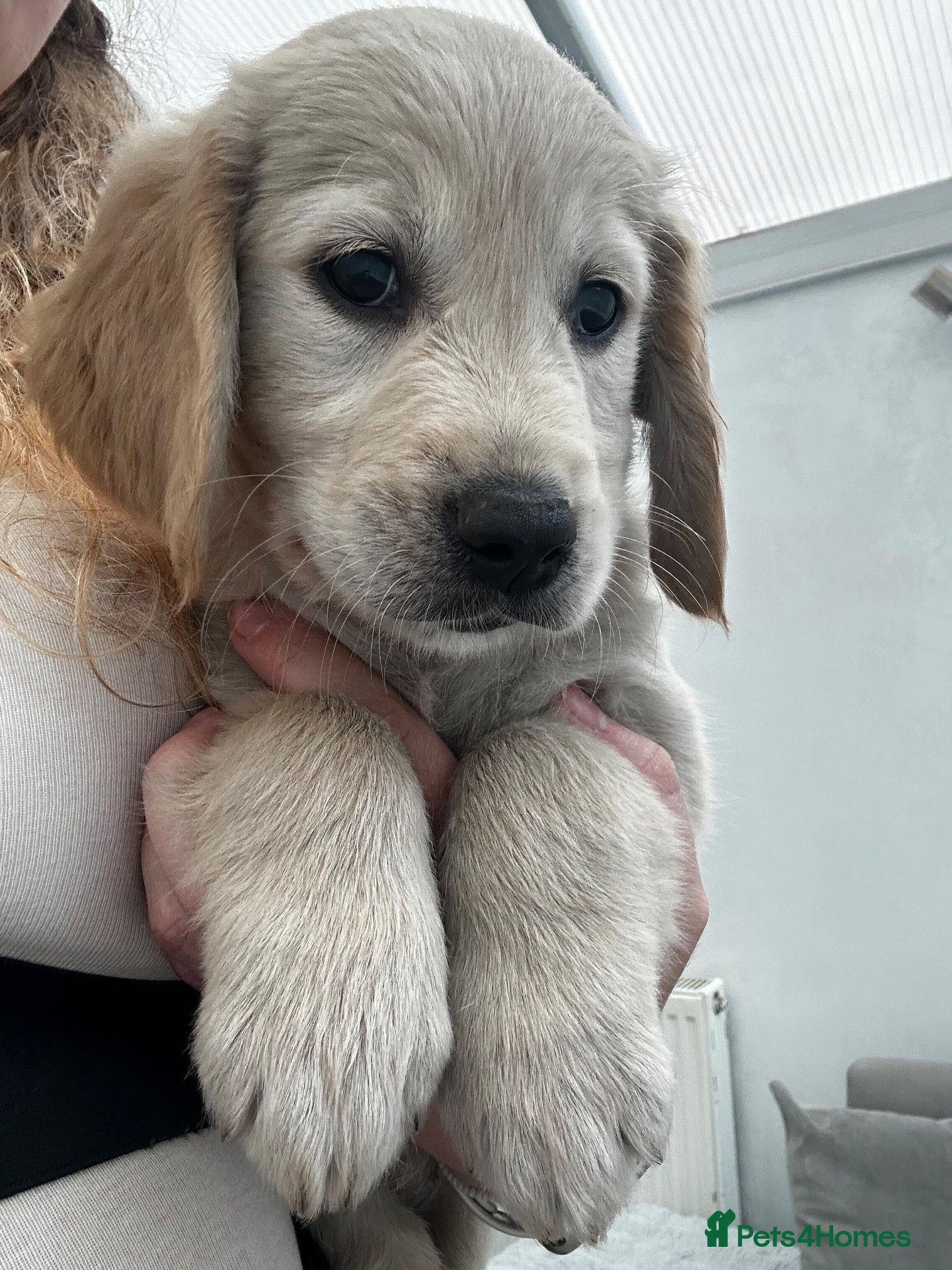 Golden Retriever dogs *3 KC girls ready to leave NOW!* - Advert 2