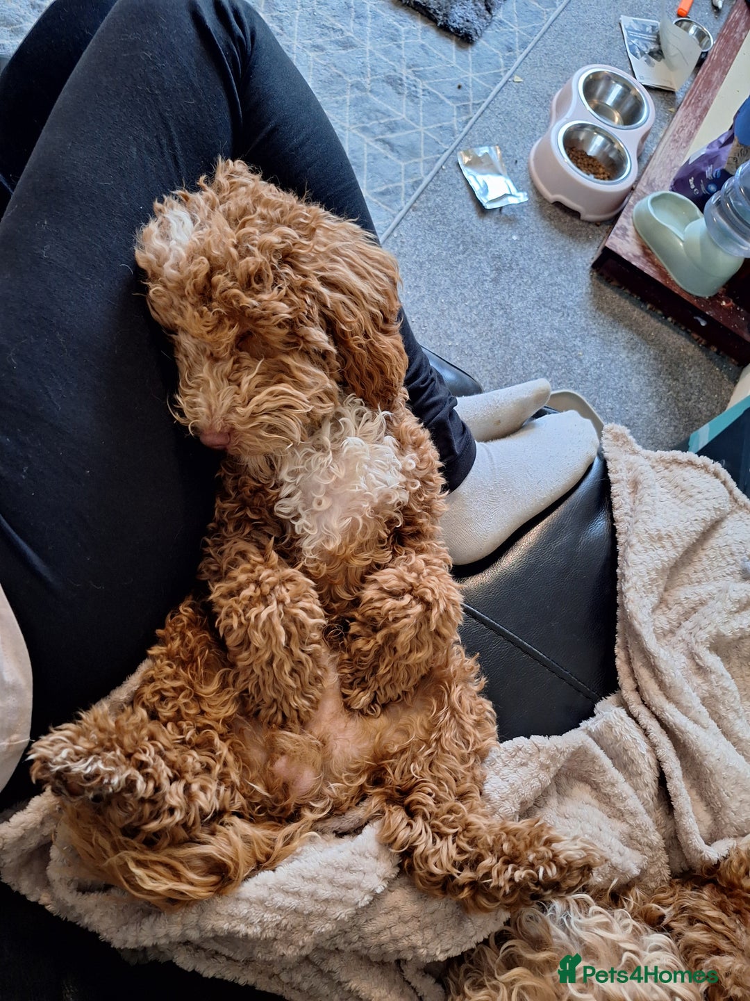 Cockapoo dogs for sale: Cockerpoo 8 months boy - Image 8
