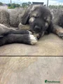 Caucasian Shepherd Dog purple aka violet