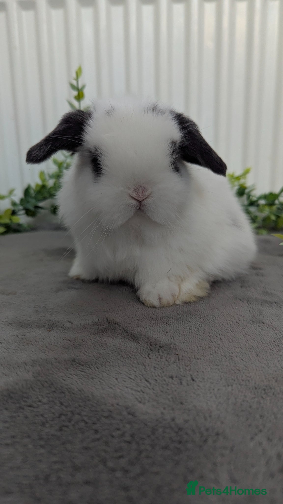 Mini Lop rabbits Mini lops ready to reserve, one little girl left! - Advert 11