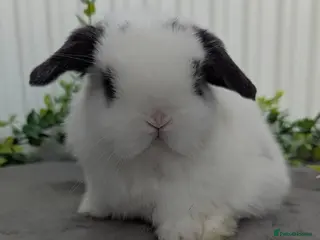 Mini Lop rabbits Mini lops ready to reserve, one little girl left! - Advert 11