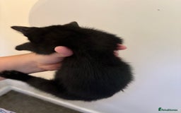 Mixed Breed cats for sale: 11 week old male kitten  - Image 2