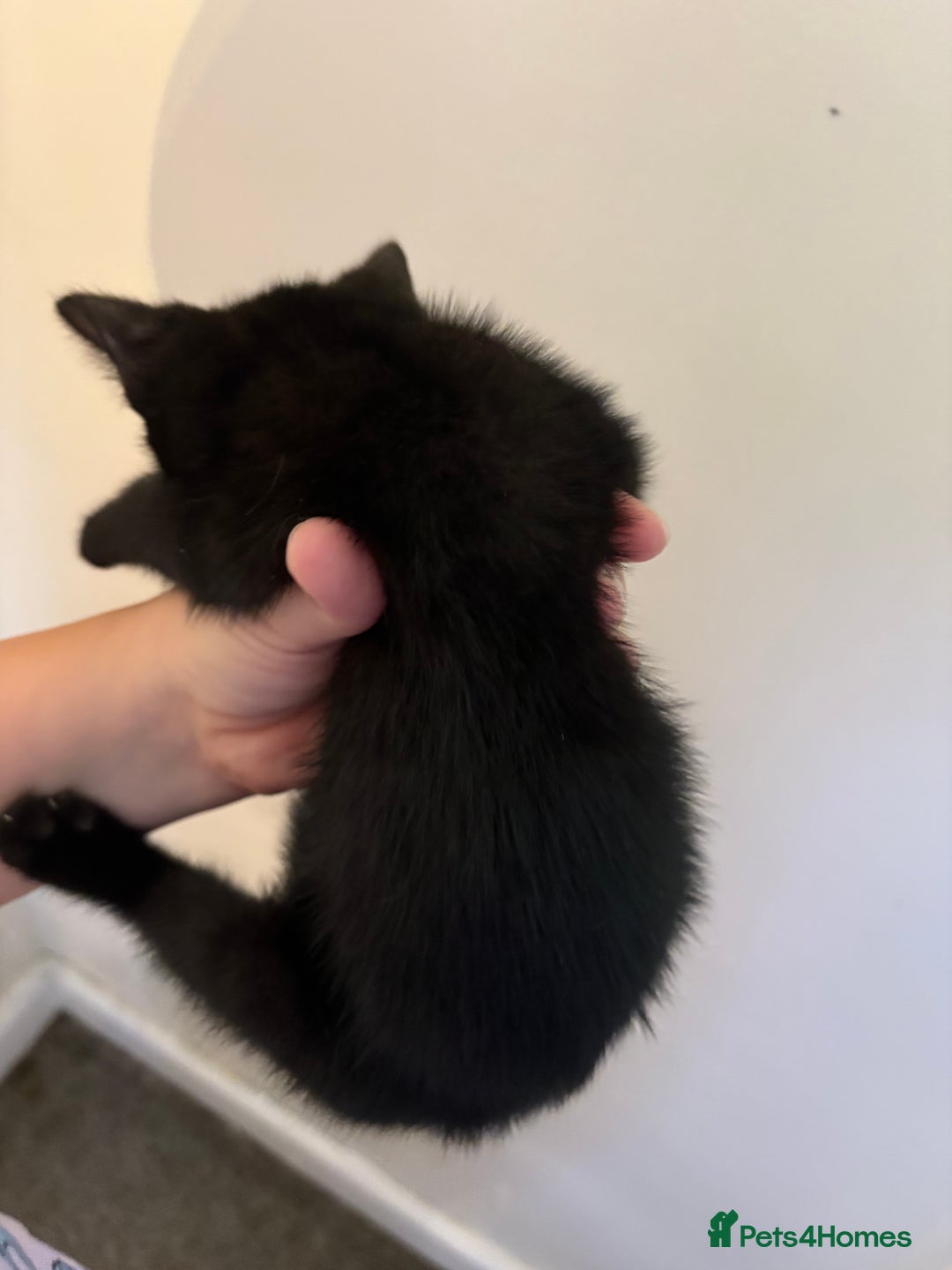 Mixed Breed cats for sale: 11 week old male kitten  - Image 2