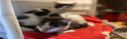 Mixed Breed cats for sale: Female Kitten Last One Ready Now  - Advert 2