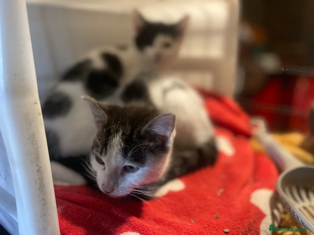 Mixed Breed cats for sale: Female Kitten Last One Ready Now  - Advert 2