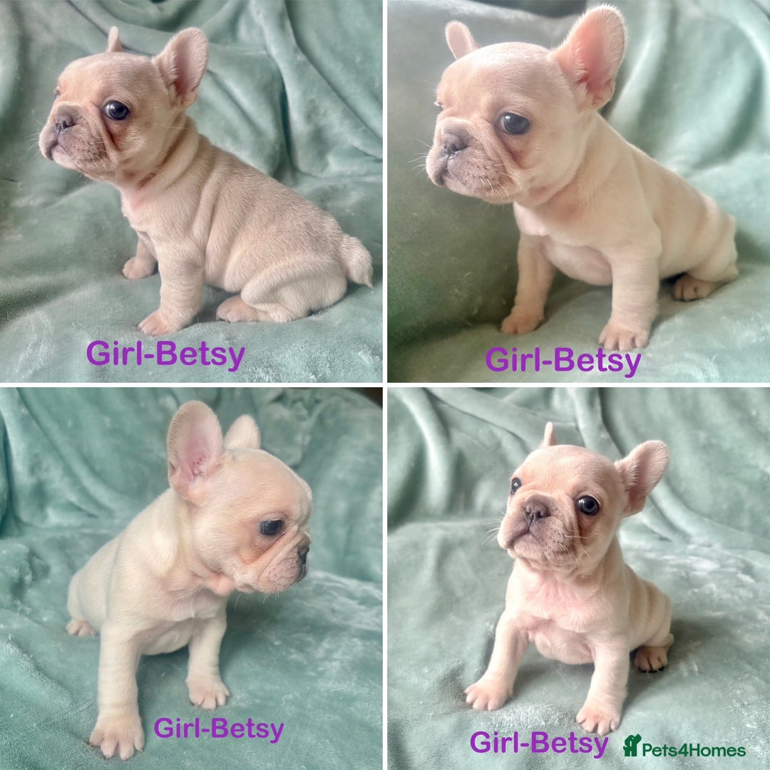 French Bulldog dogs for sale: Only 2 Girls left:French Bull Dog Puppies - Advert 6