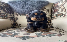 Cocker Spaniel dogs for sale: KC RIZI-BIZI show type European show champ lines - Image 5