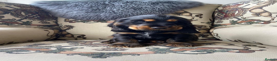 Cocker Spaniel Puppy 1