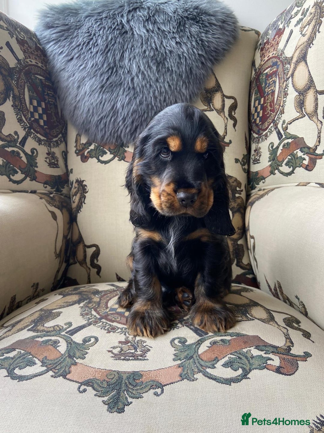 Cocker Spaniel dogs for sale: KC RIZI-BIZI show type European show champ lines - Image 5