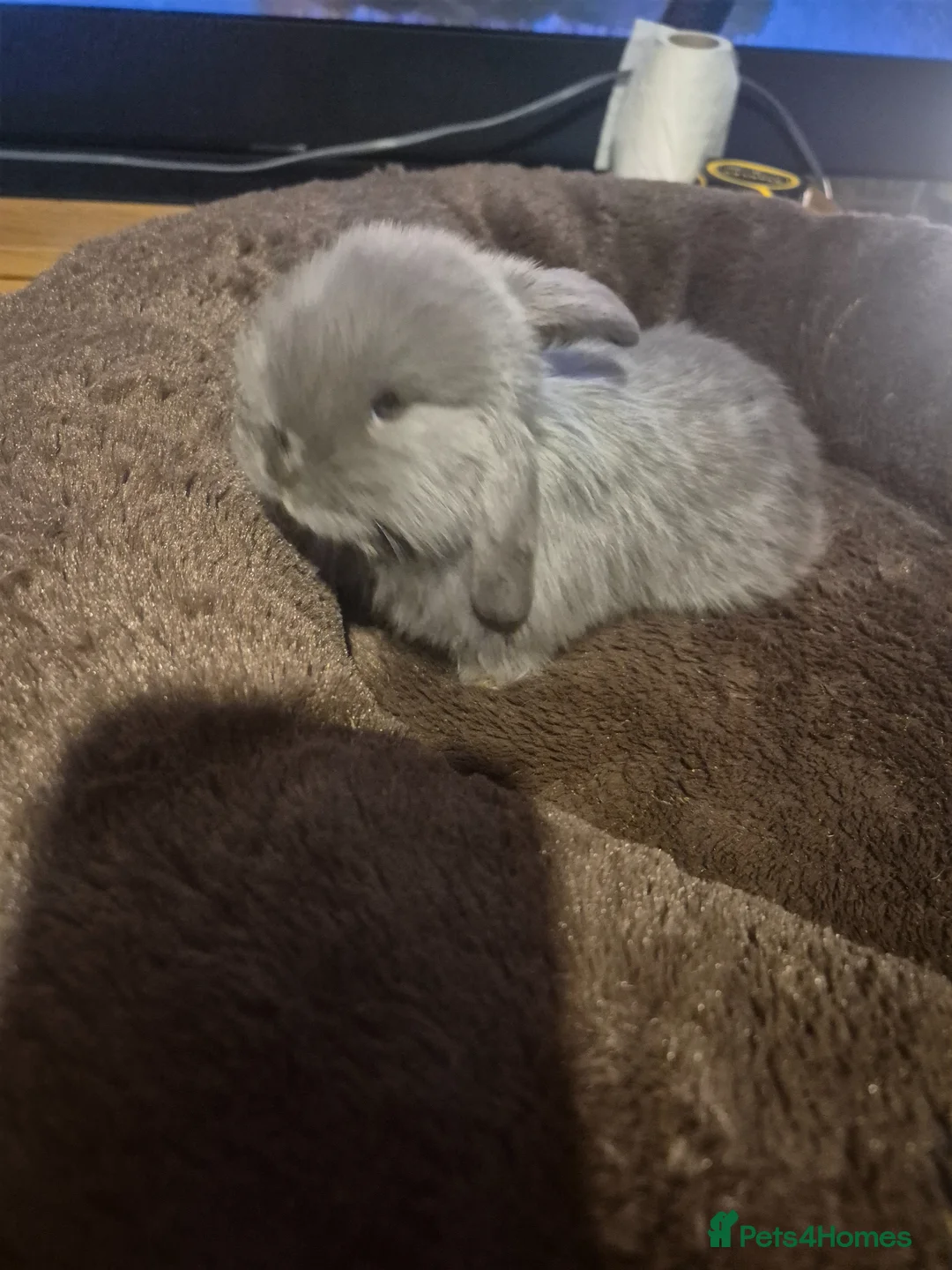Dwarf Lop rabbits for sale: Baby Rabbits for sale in Cheltenham - Advert 1