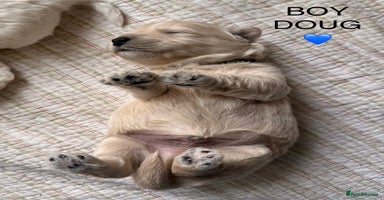Poochon dogs - Advert 1