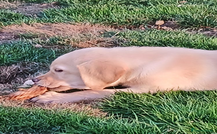 Labrador Retriever dogs - Advert 10