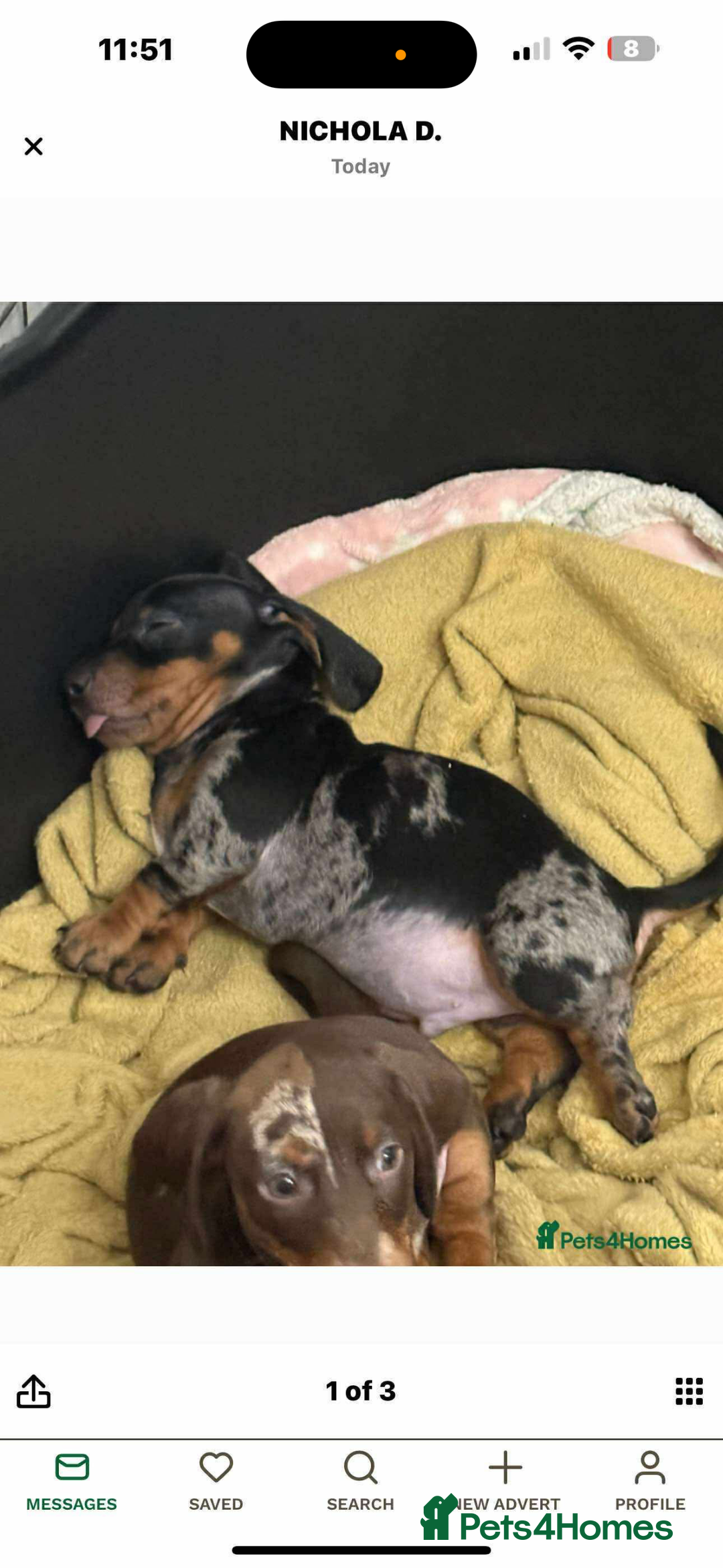 Miniature Dachshund dogs for sale: 8 month old Minature daschund  - Advert 3