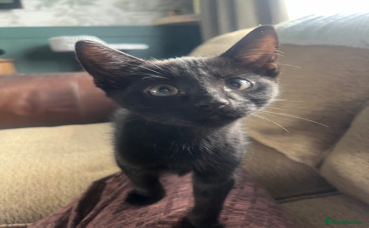 Mixed Breed cats - Advert 2