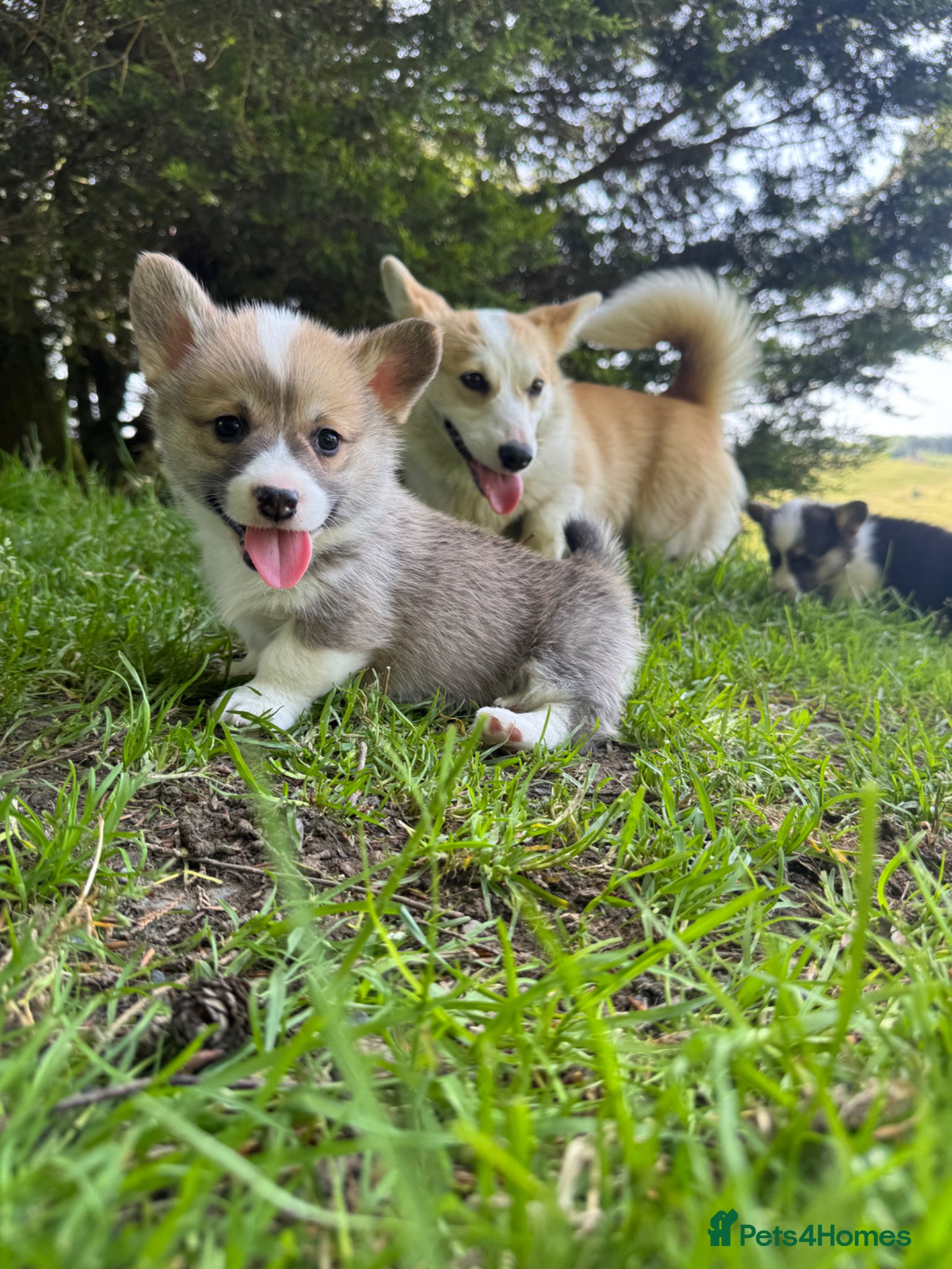 Welsh Corgi Pembroke dogs Beautiful Natural Bob Tail Pembrokeshire Pups - Advert 13