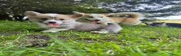 Welsh Corgi Pembroke dogs for sale: Beautiful Natural Bob Tail Pembrokeshire Pups - Advert 8