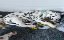 Dalmatian dogs for sale: This is an all liver litter of Dalmatian puppies - Advert 11