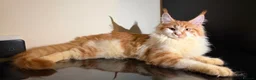 Maine Coon cats for sale: Exceptional Maine Coon Girl – Breeding Prospect - Advert 2