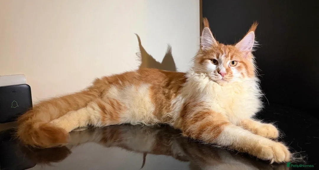 Maine Coon cats for sale: Exceptional Maine Coon Girl – Breeding Prospect - Advert 2