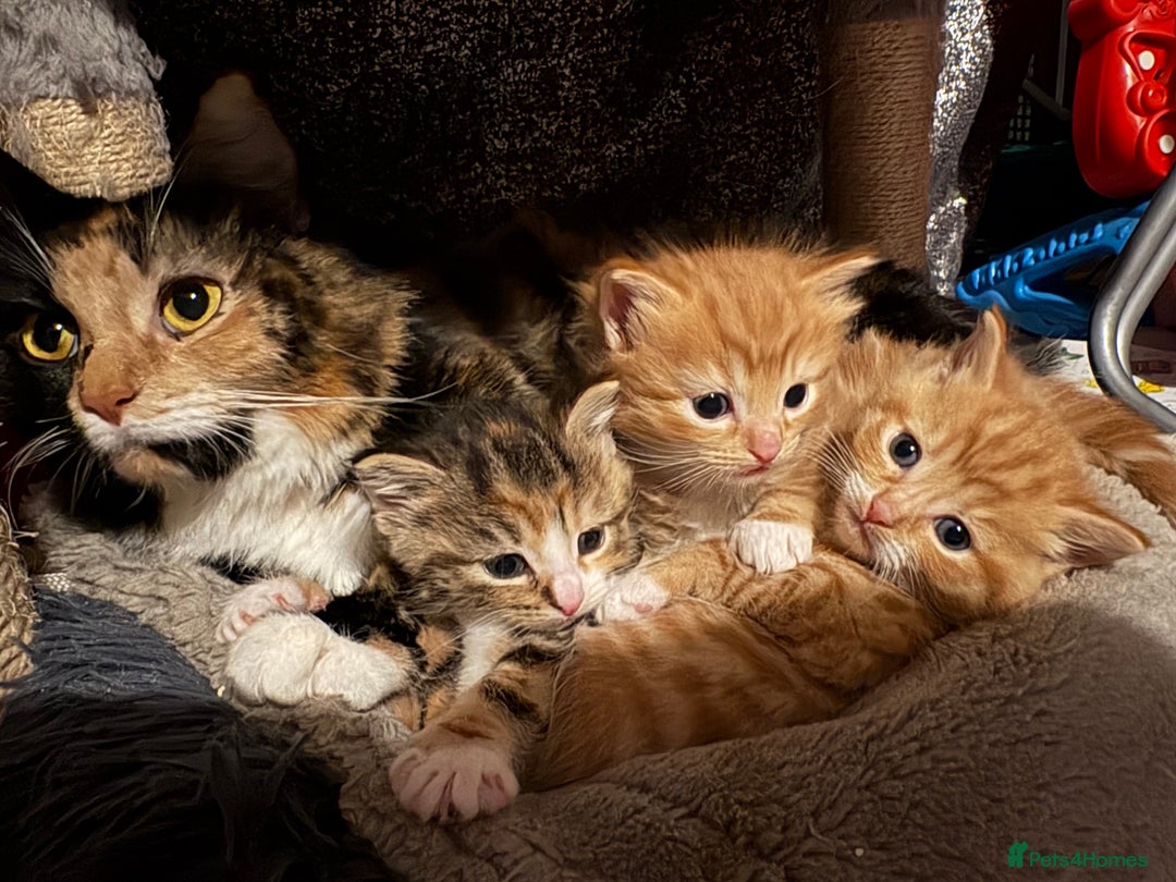 Mixed Breed cats for sale: Mixed Breed Kittens  - Advert 4