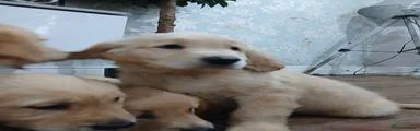 Golden Retriever 4