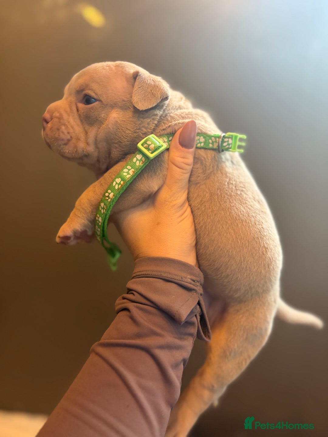 American Bully dogs for sale: ABKC Pocket Bully’s  - Image 13