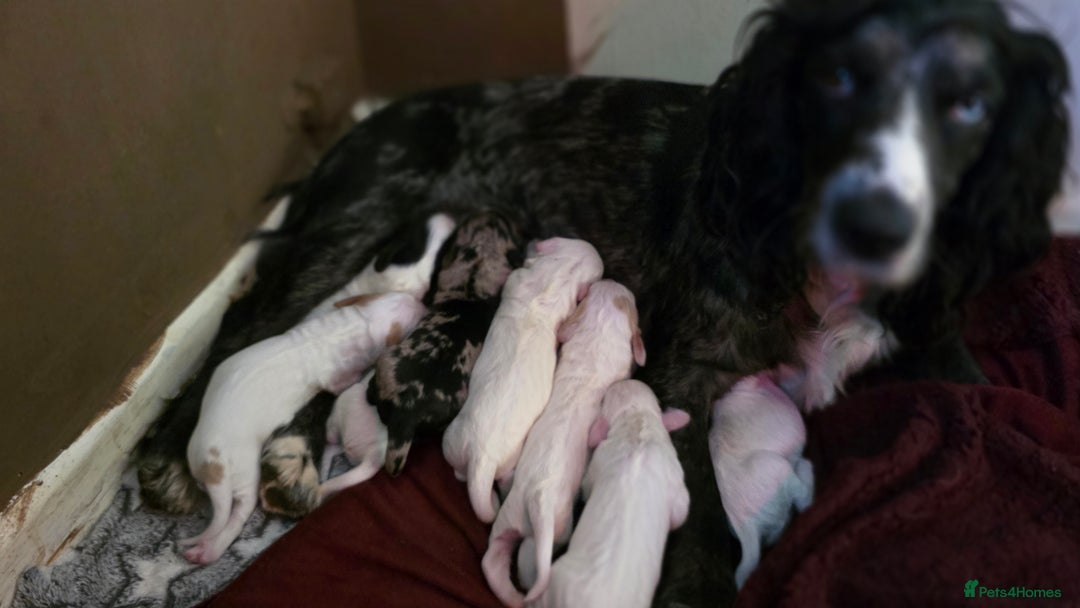 Mixed Breed dogs for sale: Beautiful cocker spaniels - Image 16