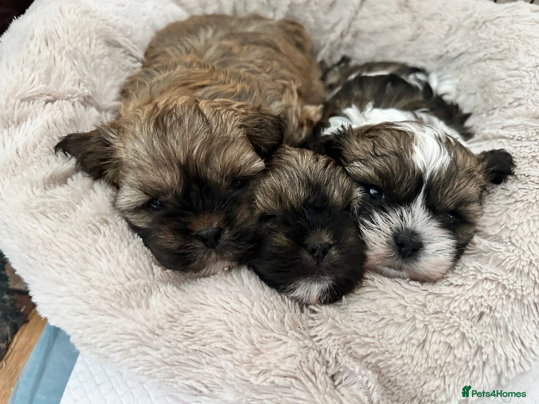 Shihpoo dogs for sale: Adorable Shihpoo Puppies - Image 12