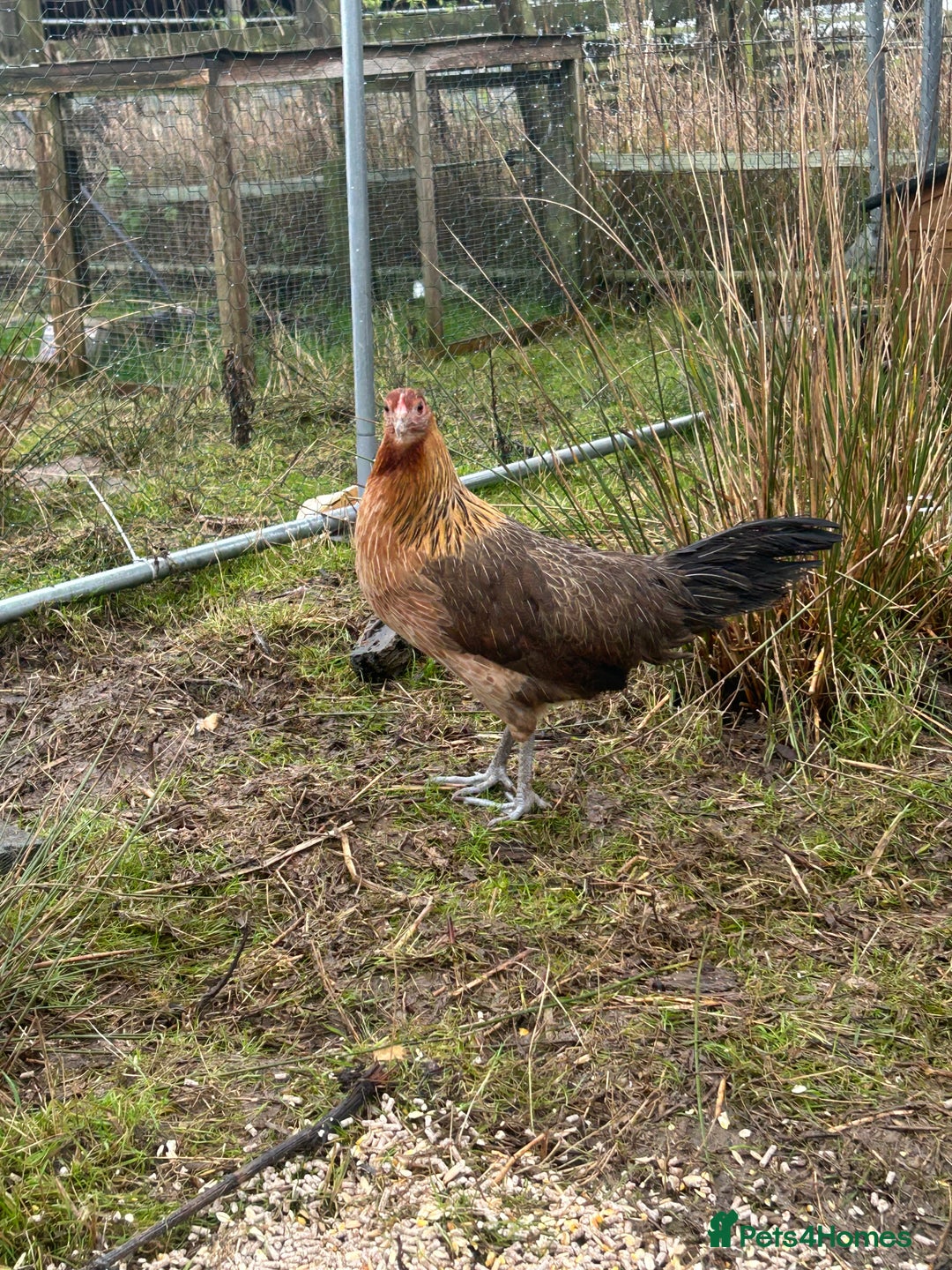 Mixed Breed poultry for sale: Mixed Poultry for Sale (See Description) - Advert 8