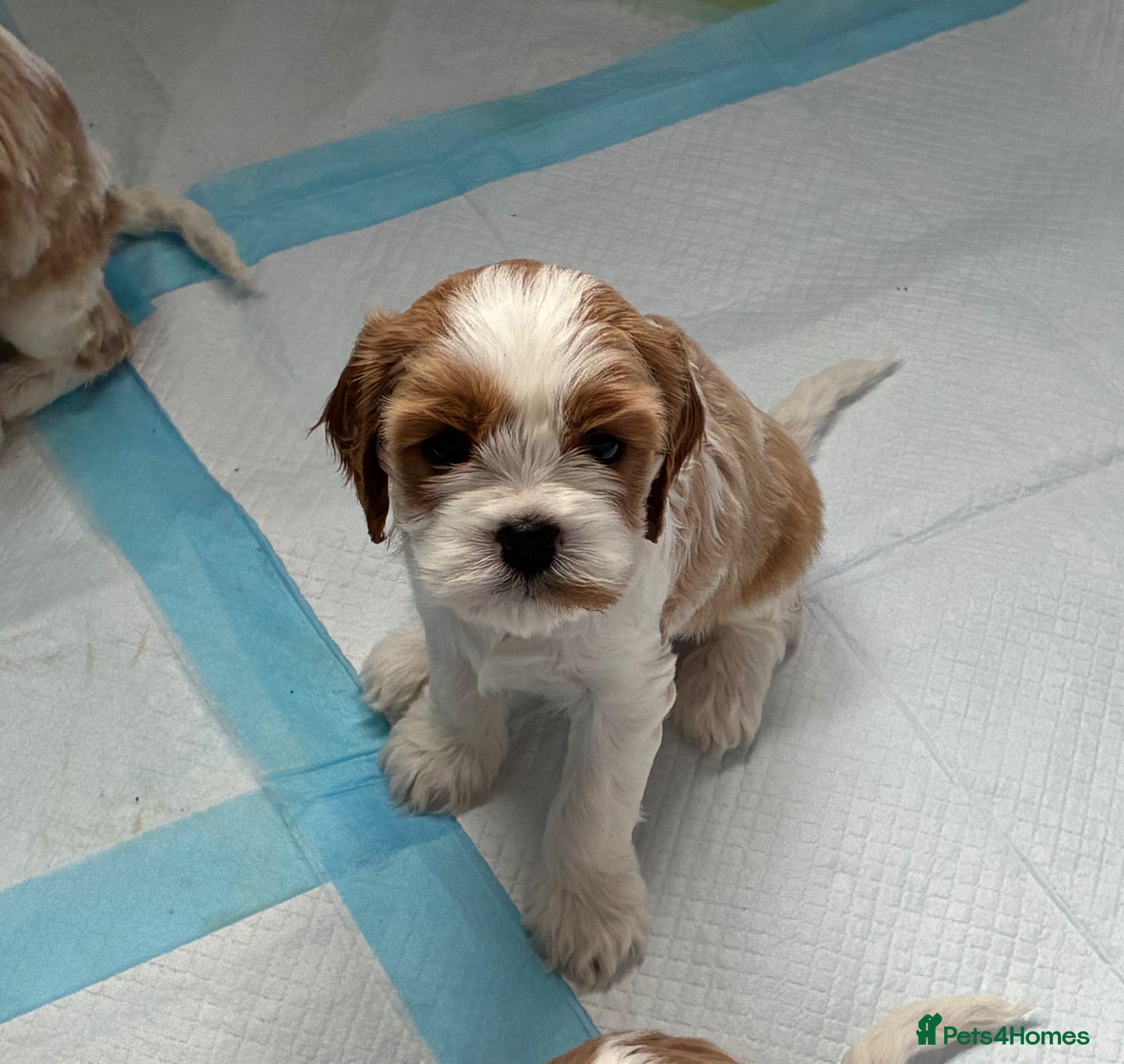 Cavachon dogs for sale: F1b Cavachon puppies **last remaining pup** - Advert 1