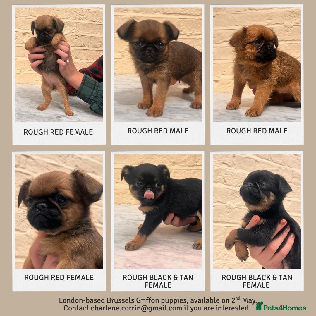 Griffon Bruxellois dogs Beautiful Brussels Griffon puppies - Advert 1