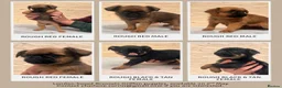 Griffon Bruxellois dogs for sale: Beautiful Brussels Griffon puppies - Advert 1