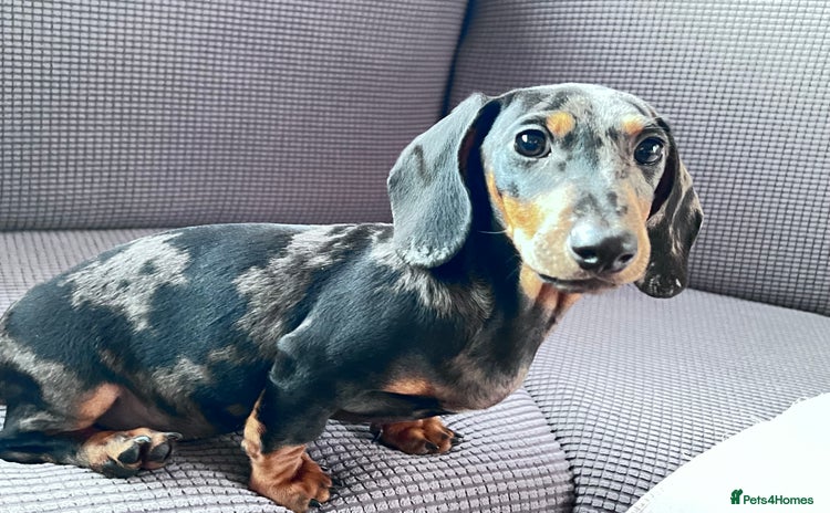 Dachshund dogs - Advert 1