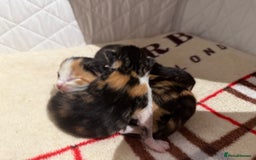 Domestic Shorthair cats for sale: Our beautiful Girl has had a litter of 3  - Image 3